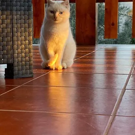 Gondoriz-house Villa